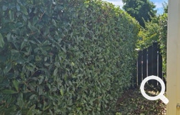 Garden Clean up, Eastern Property Services is East Auckland’s premier professional property service agency